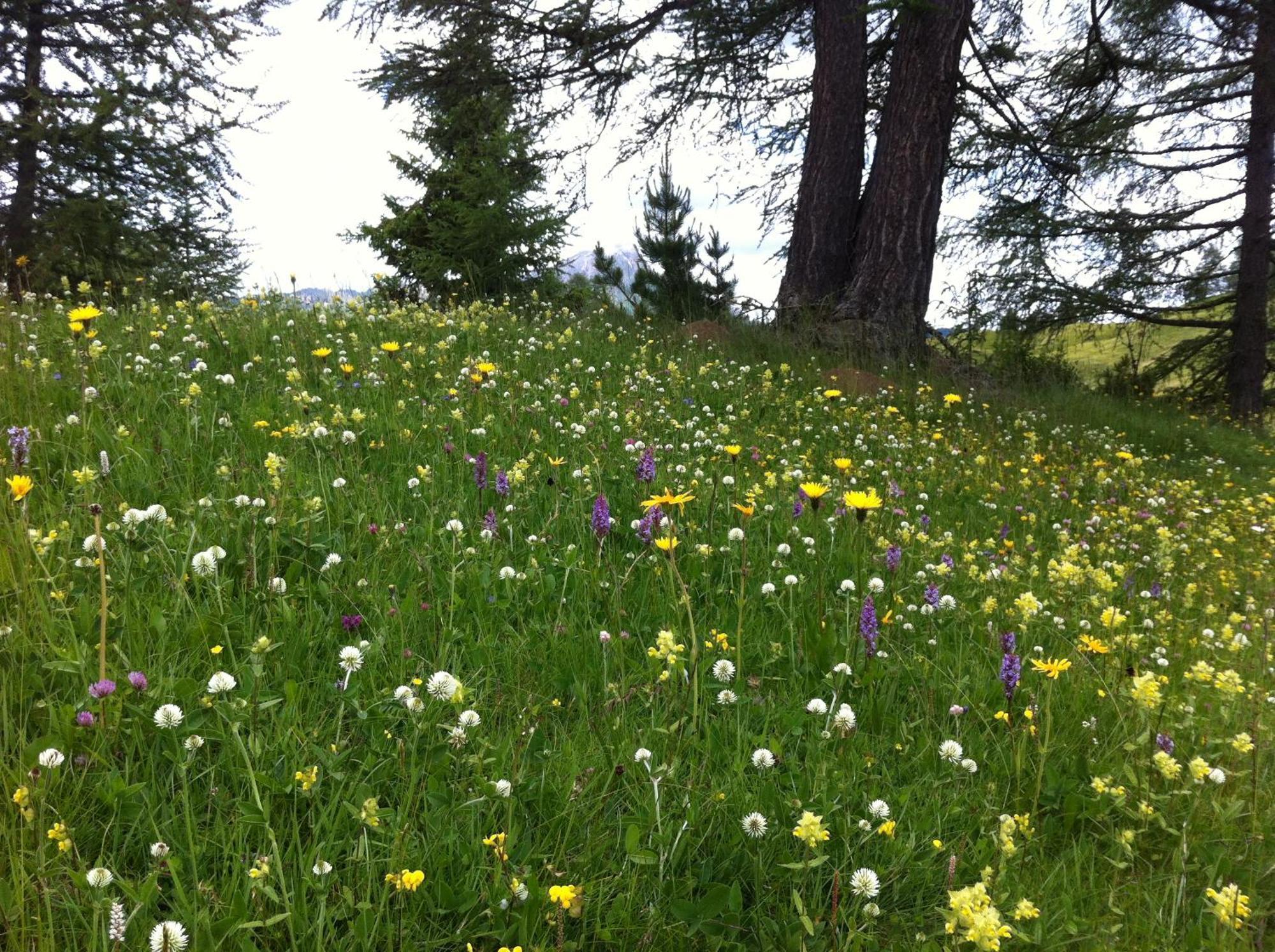 Ciasa Wallis Badia  Eksteriør bilde